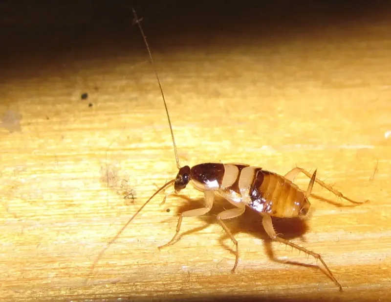 Barna csíkos csótány (Supella longipalpa) közelről