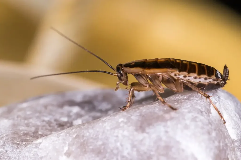 Német csótány (Blattella germanica) közelről