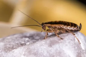 Német csótány (Blattella germanica) közelről