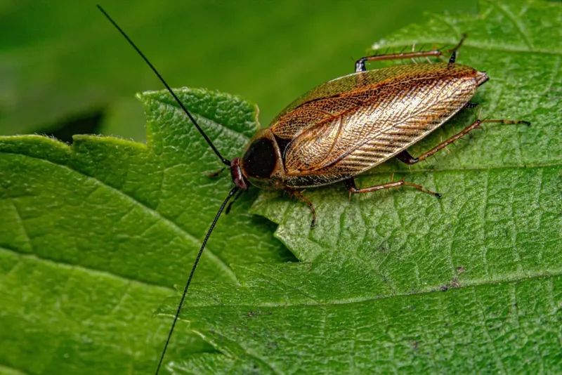 Erdei csótány (Ectobius vittiventris) közelről
